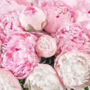 Meet your Posher, Natalia